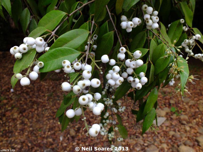 おすすめ】 【レア果樹】Syzygium longifolium 植物/観葉植物 - blog